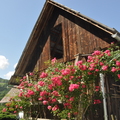 DSC 5357